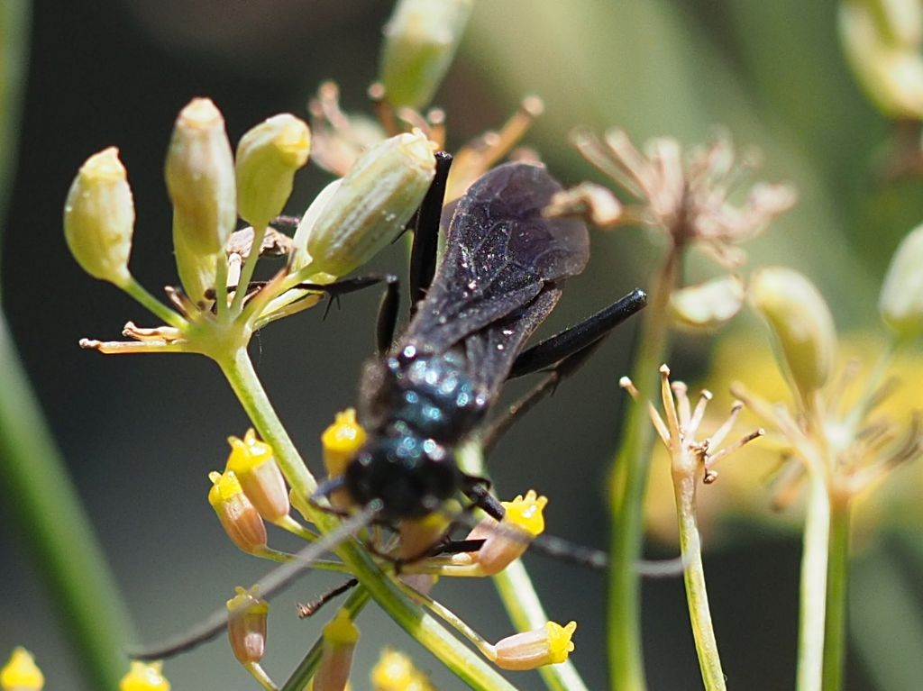 Sphecidae: Chalybion californicum